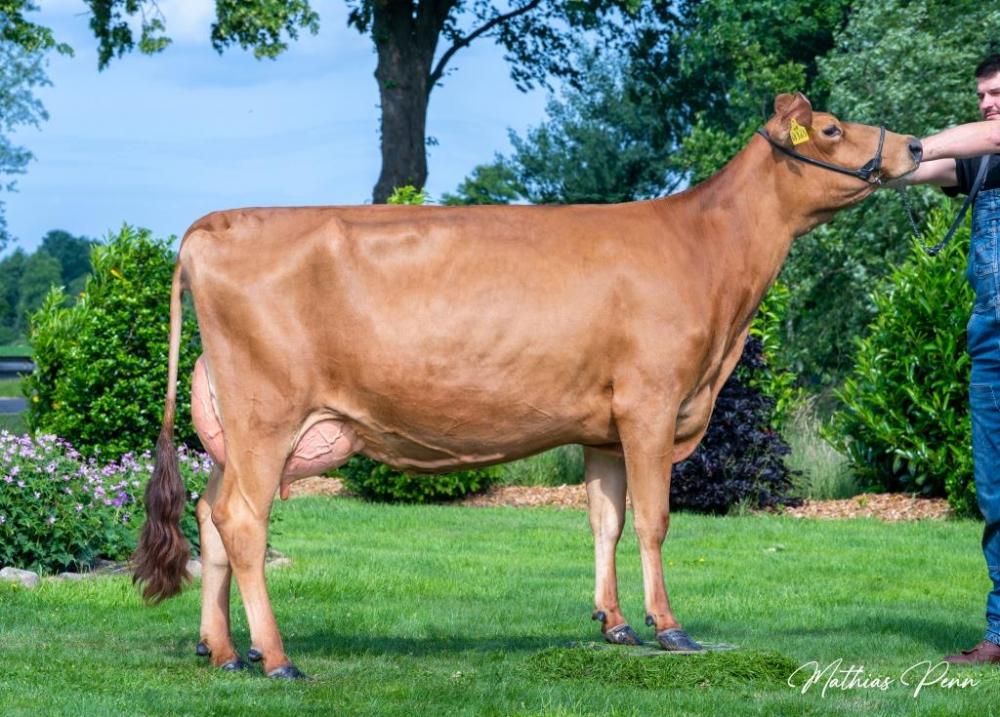 PrismaGen Aarre Wonderland-P VG-85 (Mutter)