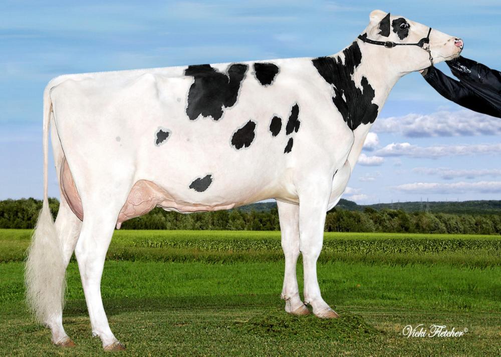 EDG Claire Cling VG-85 (3. Mutter)