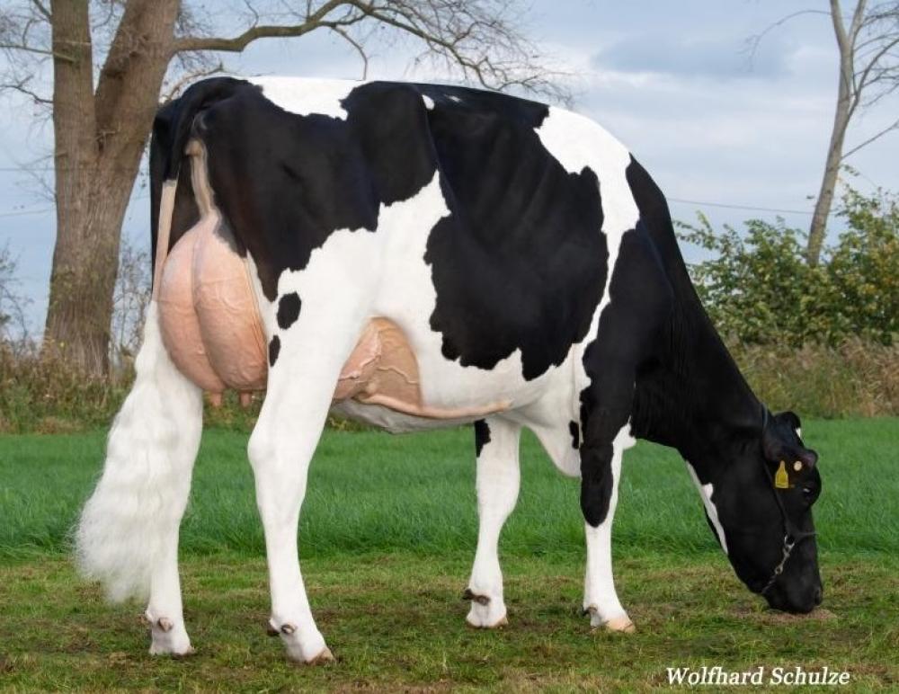 Who Asia VG-86 (Mutter)