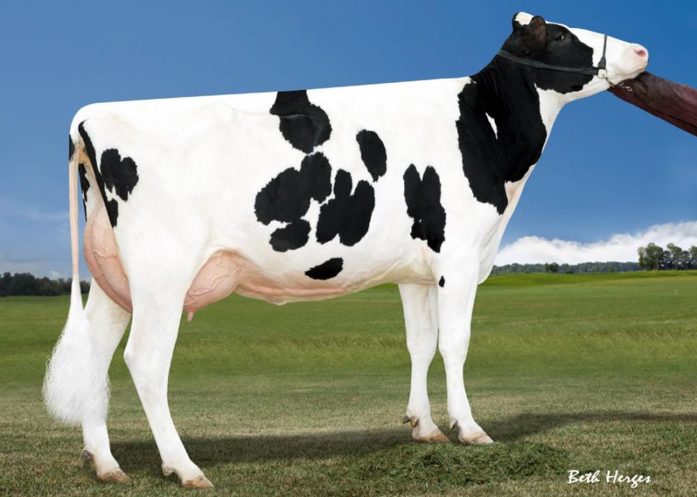 Robust Delicious VG-87 (Stammkuh)