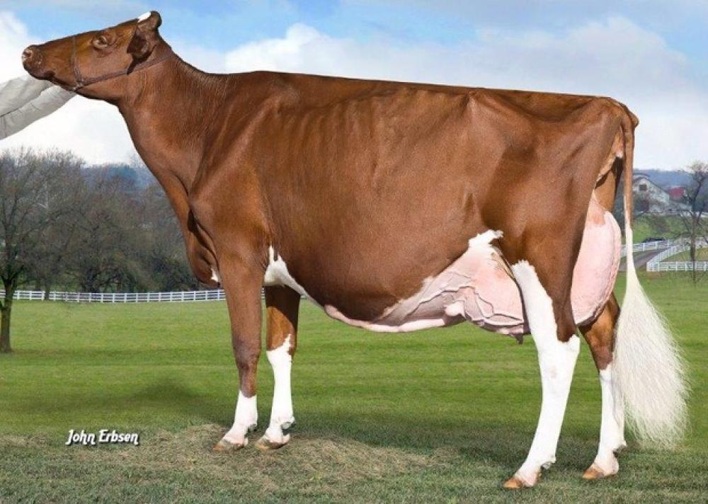Apple-Red EX-96 (Stammkuh)