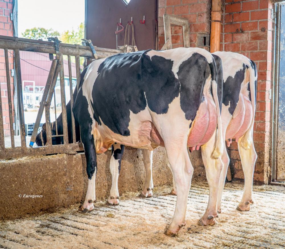 Gotti Töchter bei Ekkel