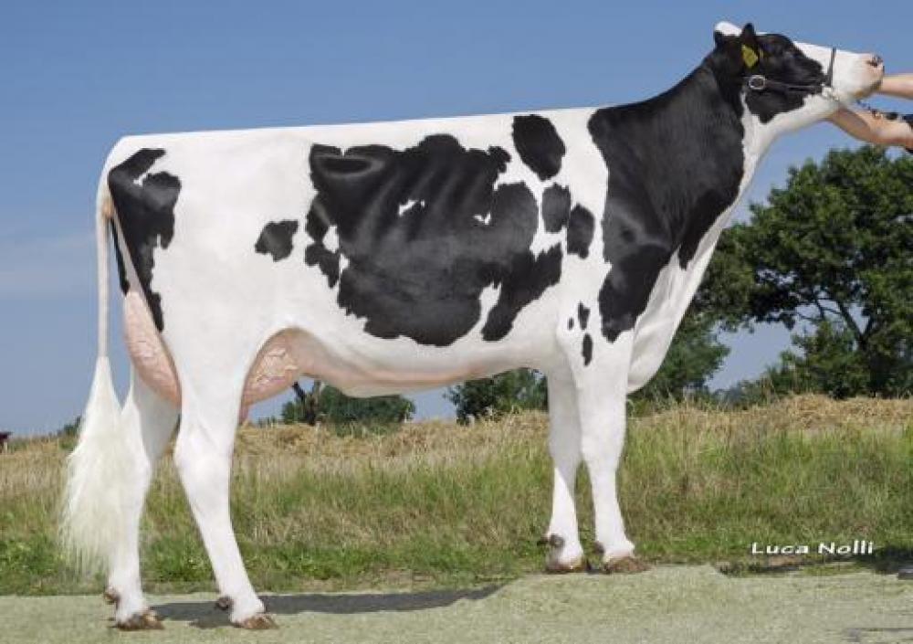 Norgard XY-ting Bookem Camil VG-85 (4. Mutter)