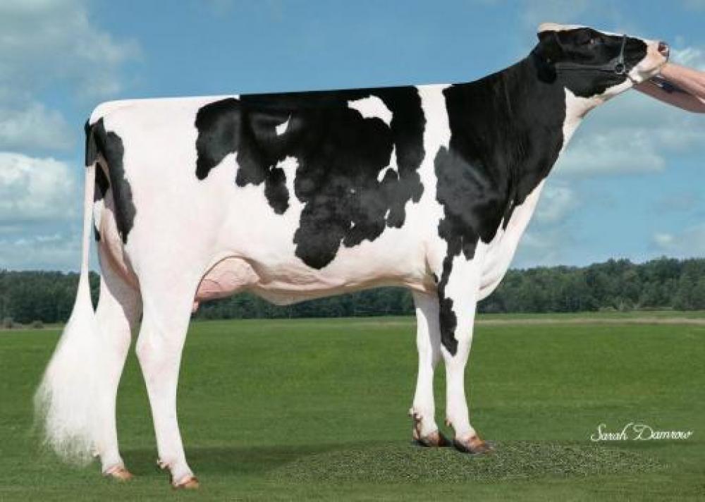 Simple-Dreams Candi VG-89 (3. Mutter)