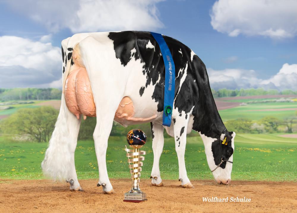 Wilcor Chief O´Katy EX-92 (2. La)