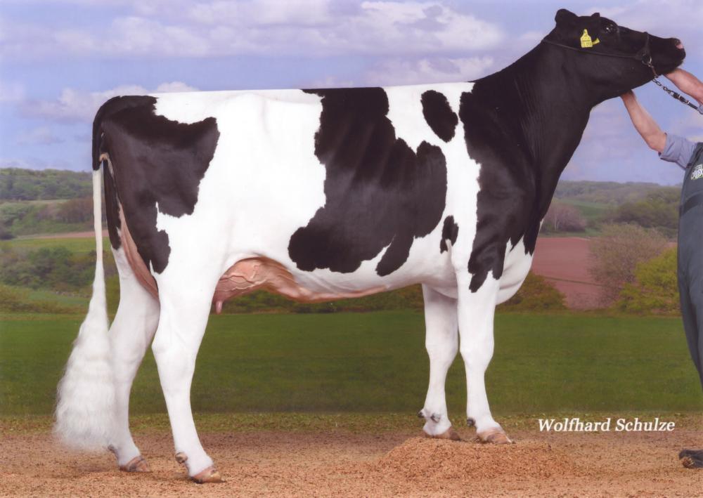 KNS Glasperlenspiel GP-84 (Großmutter)