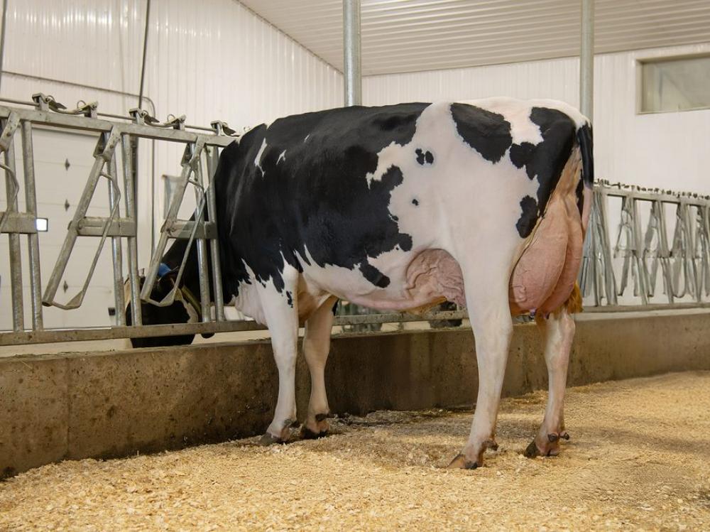 Genosource Bravo 47586 VG-88 (Mutter)