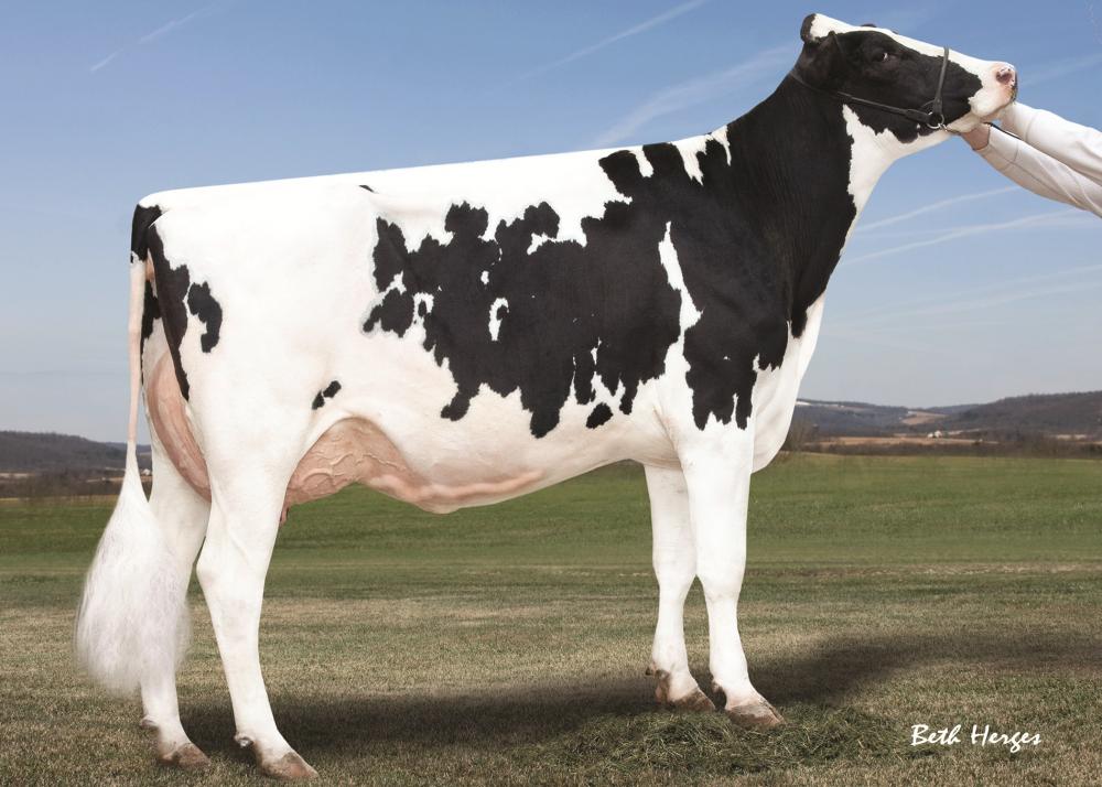 Gold N-Oaks Ramos Arabella VG-88