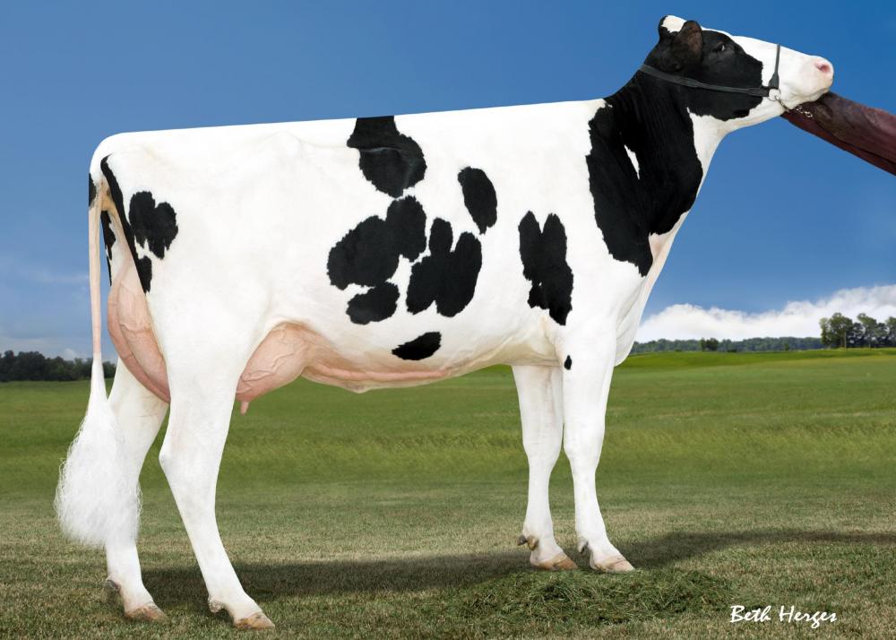 Miss OCD Robust Delicious VG-87 (3.Mutter)
