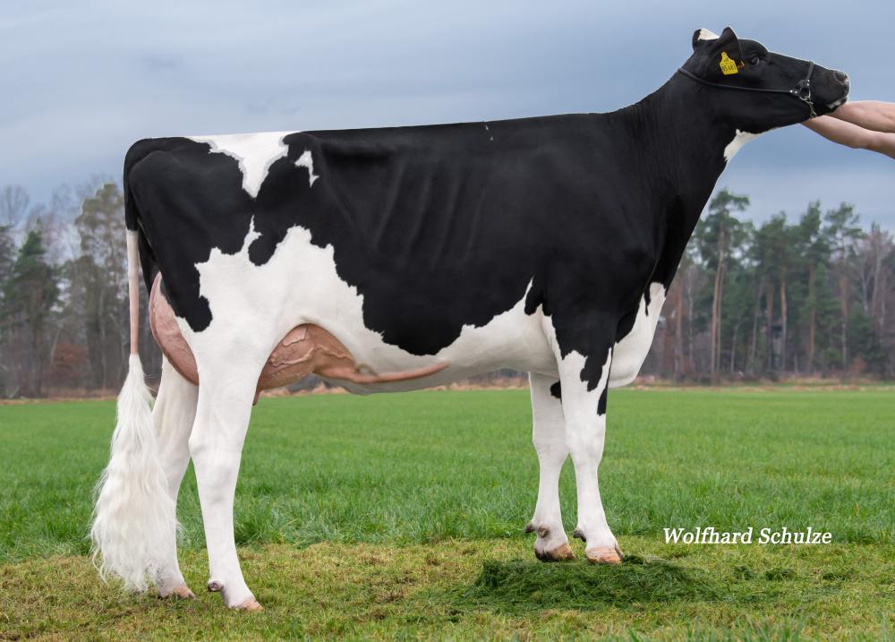 WEH Monteverdi Roxy VG-86 (Mutter)