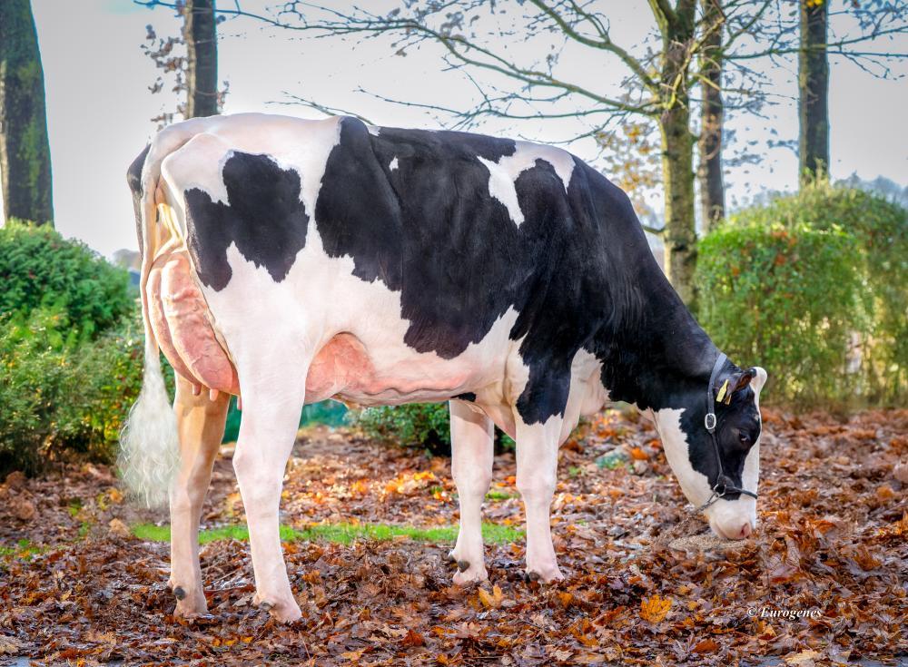 Imagine VG-85 (Mutter)