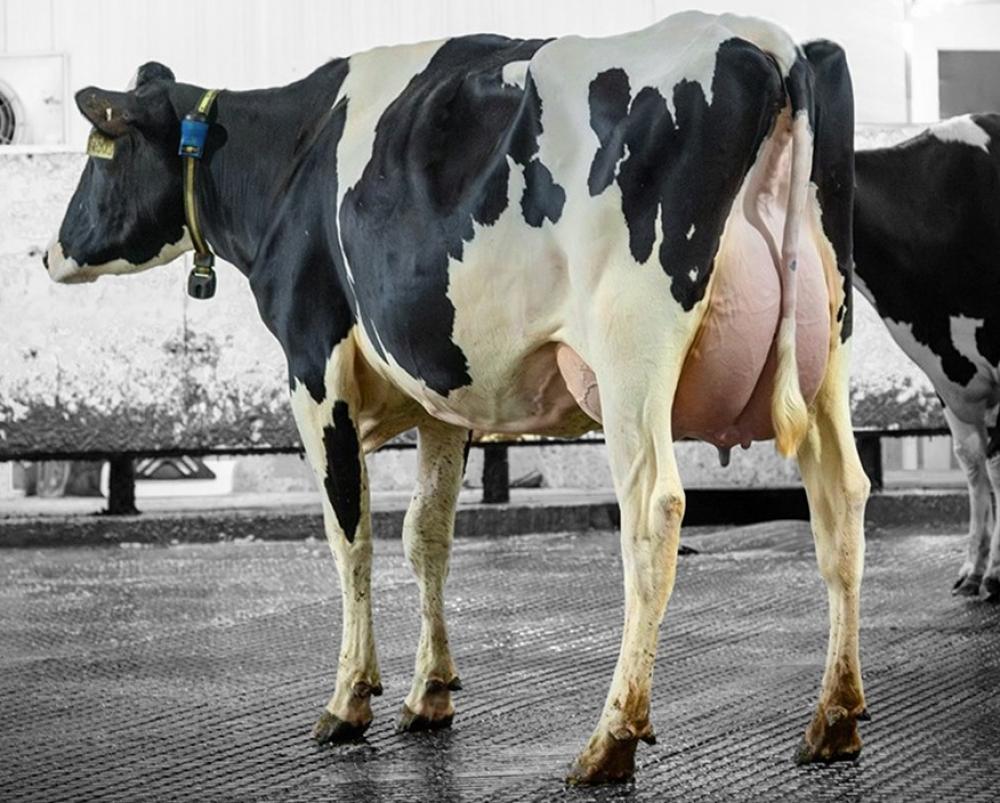 Genosource Upside 73203 VG-85 (Mutter)