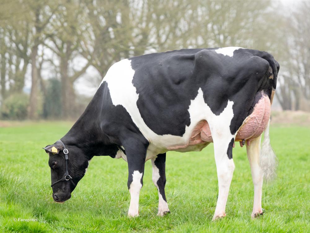 DG Alanzo Rifka RC (Mutter)