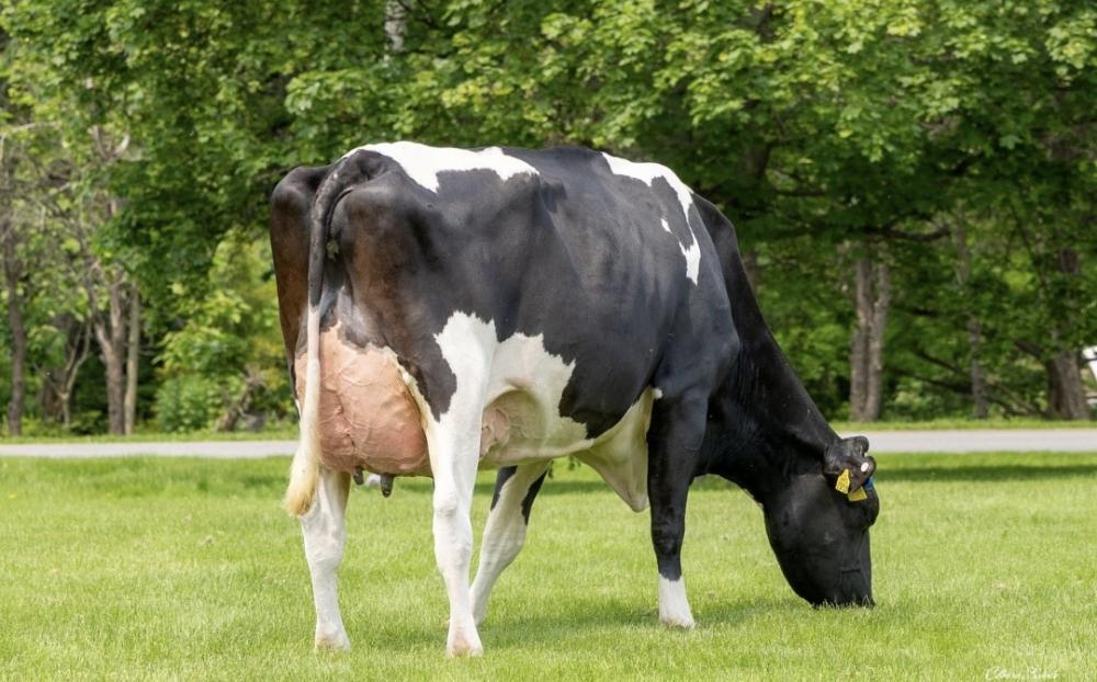 Aurora Parfect 23719 VG-88 (Mutter)