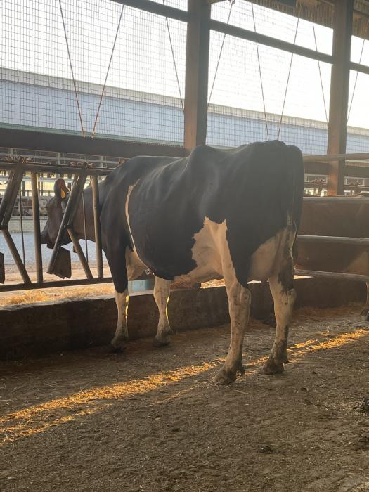 Pen-Col Gameday 6165 VG-86 (Mutter)