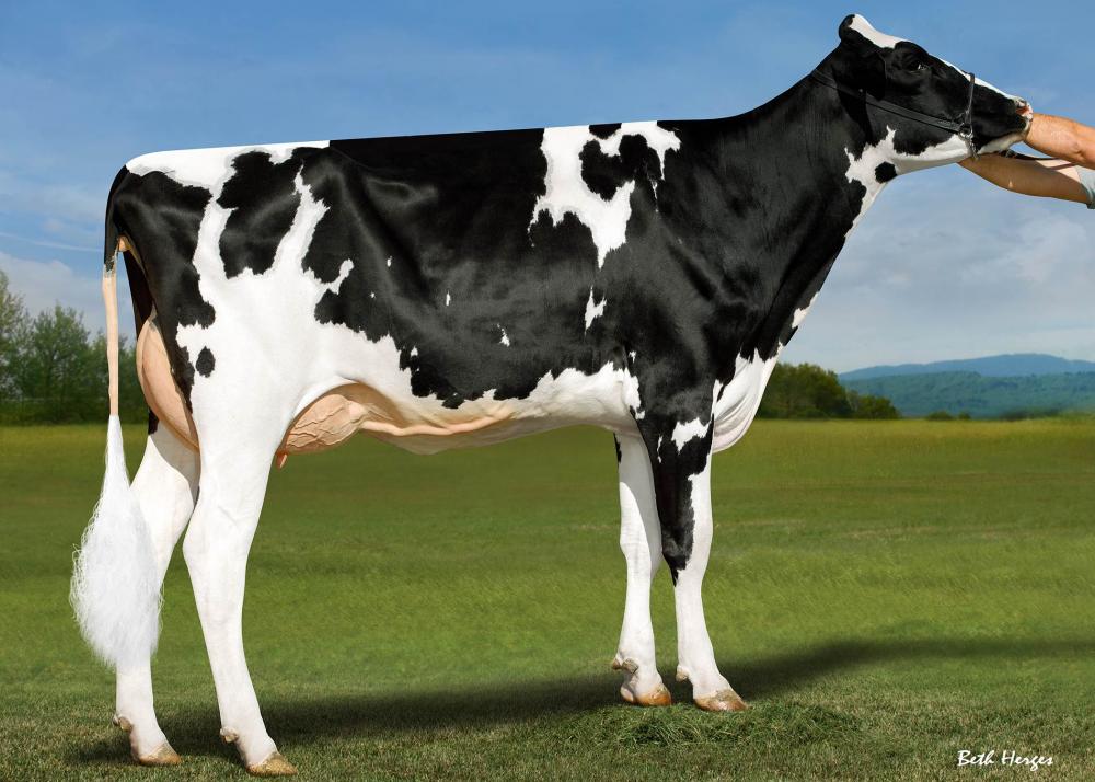 Ipa Ok Fine 13712-P VG-85 (Mutter)
