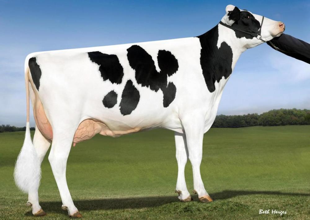 OCD Supersire 9882 VG-86 (6.Mutter)