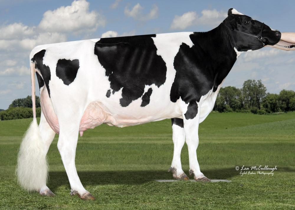 OCD Planet Danica EX-93 (Stammkuh)