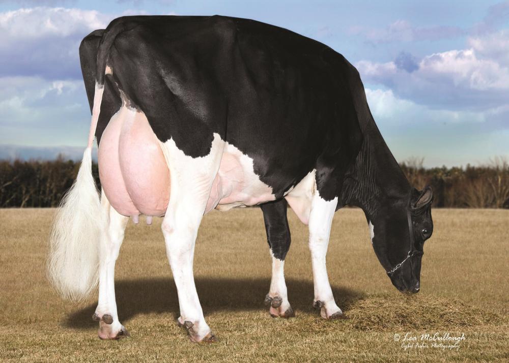 Lars-Acres Felices Fame-ET EX-91 (Stammkuh)