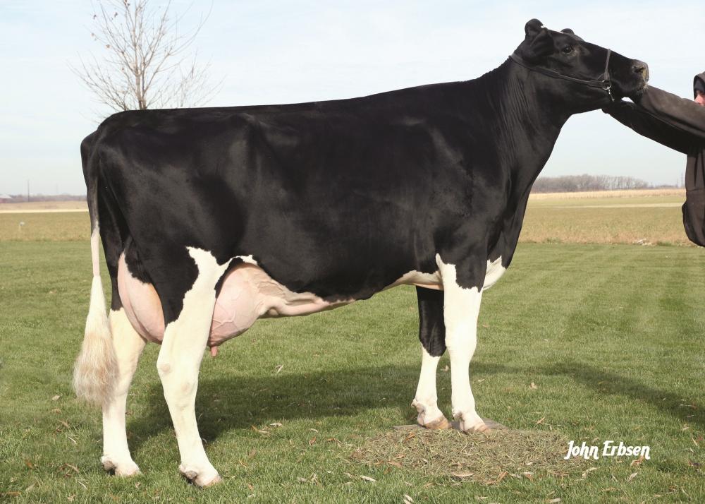   Markwell Durham Felice EX-92 (Stammkuh)