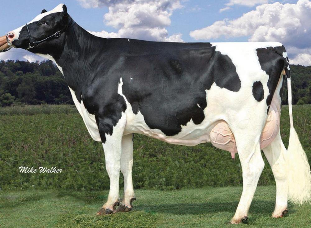 Coyne Farms Ramos Jelly VG-85 (Stammkuh)