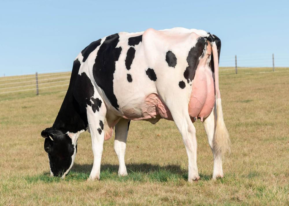 T-Spruce Jaela 47718 VG-88 (Großmutter)