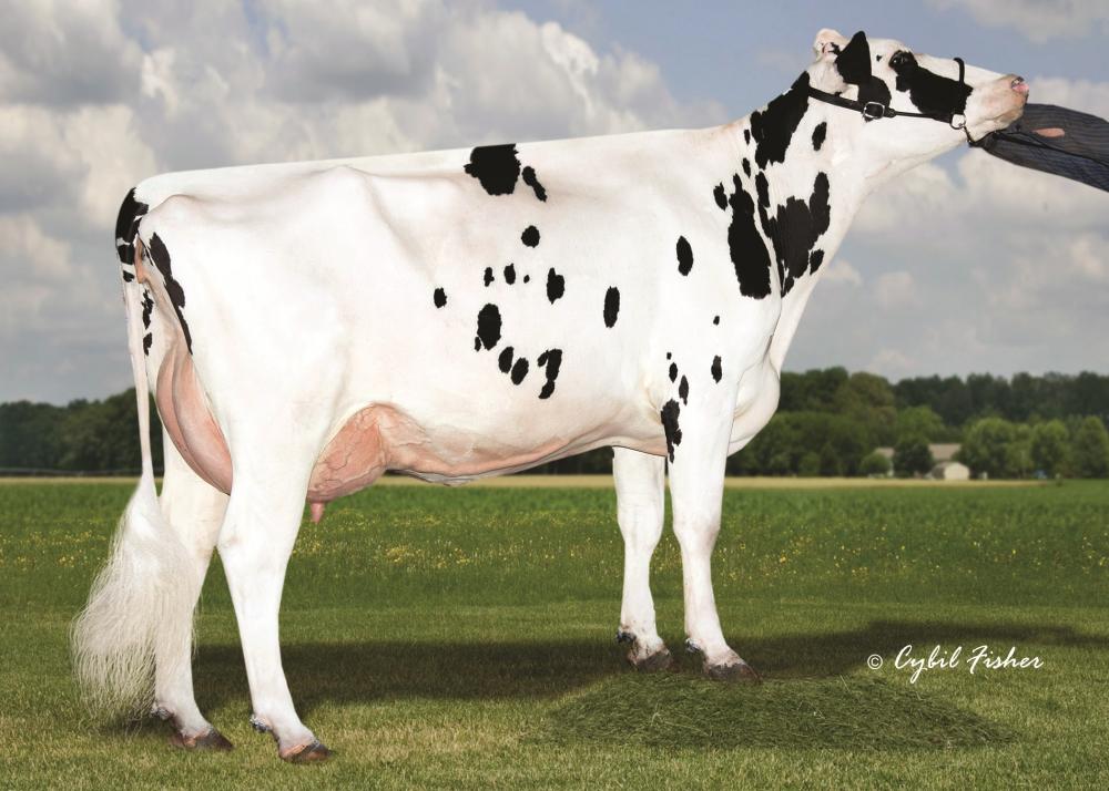 Regancrest-PR Durham Barbie EX-92 (Stammkuh)